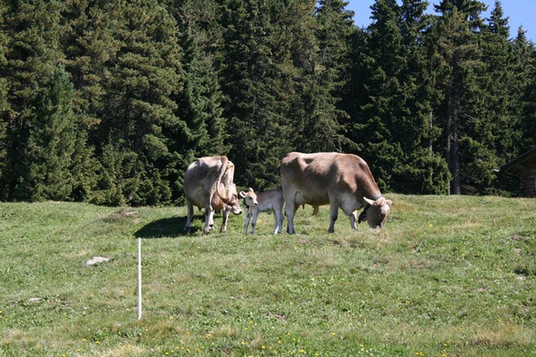 Mountain pasture operation at the Ramitzler Schwaige
