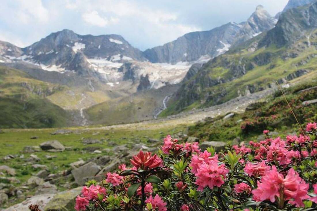 Alpine Roses