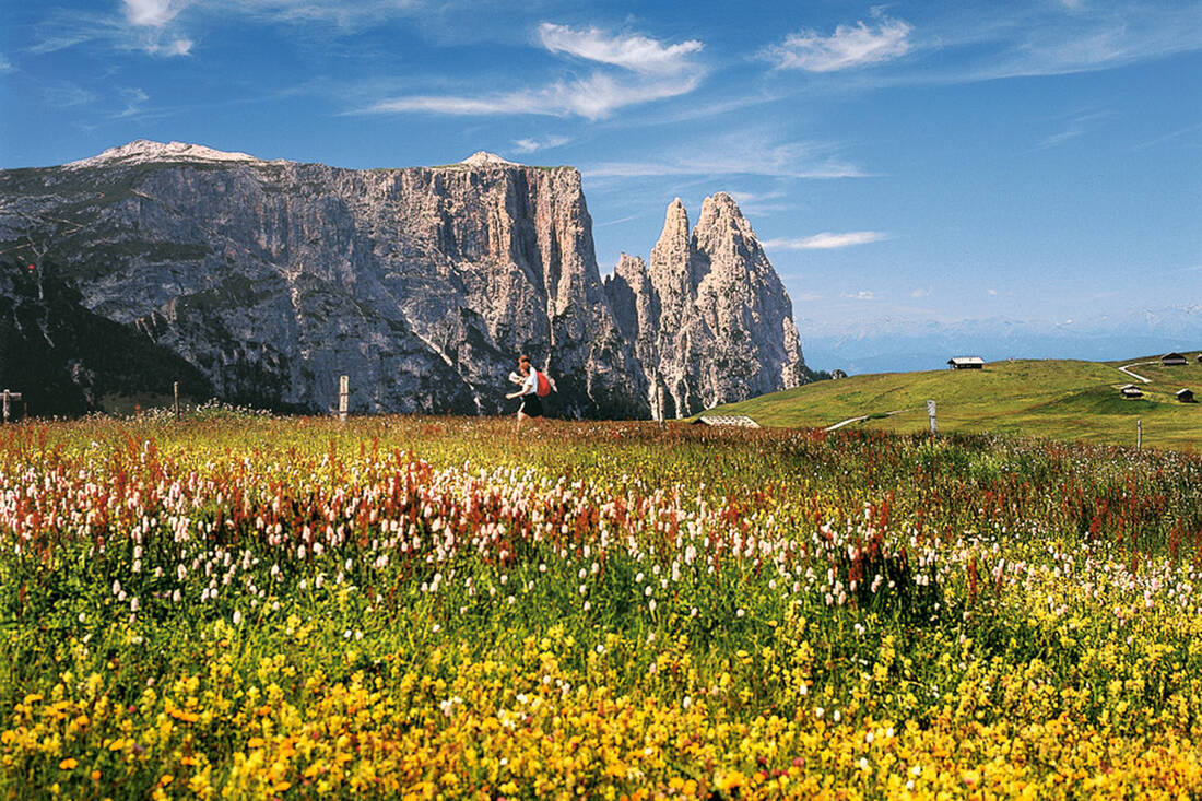 Spring on the Alpe di Siusi with a view of the Schlern