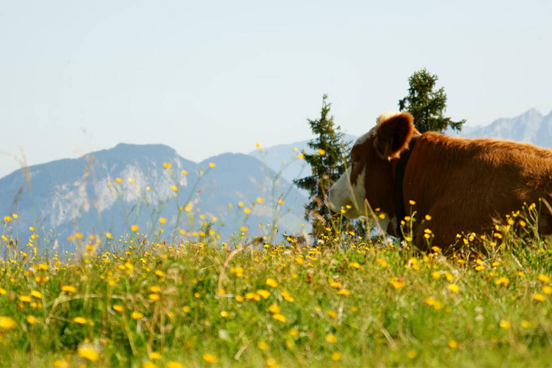 Happy Tyrolean cow