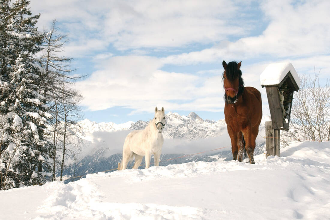 Haflinger horses in winter