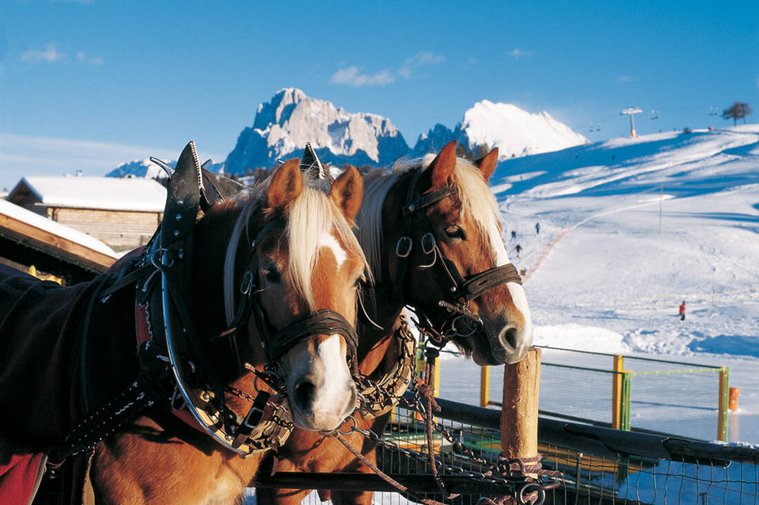 Haflinger horse team on the Alpe di Siusi (2000m)