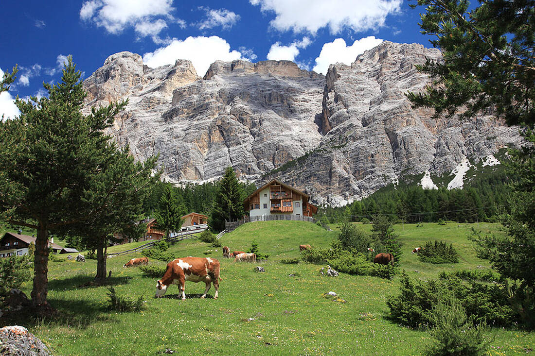 Cows in the pasture with Lagazuoi (2835m)