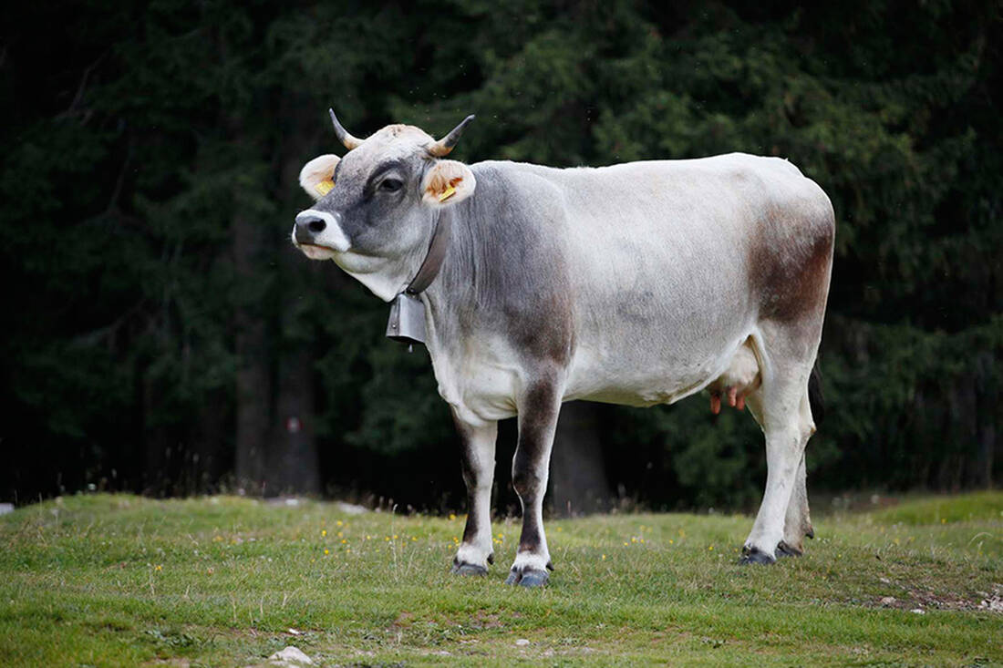 Cow on the Alpine Pasture