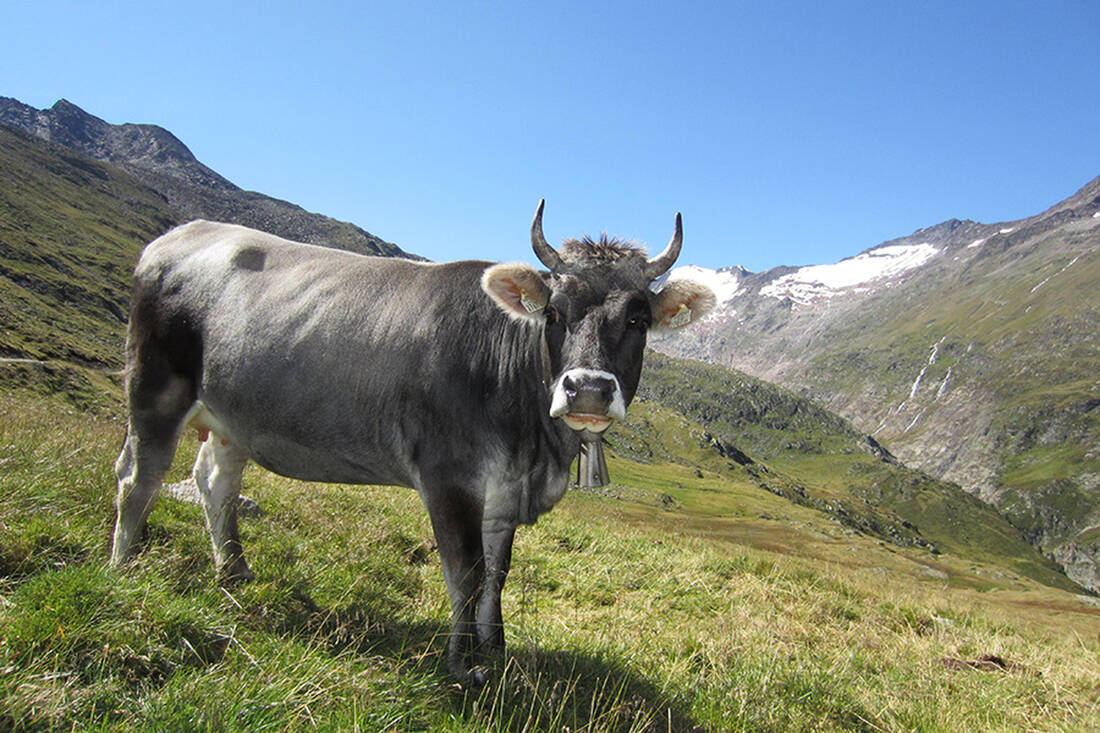 Cow (Ötztaler Grey Cattle)