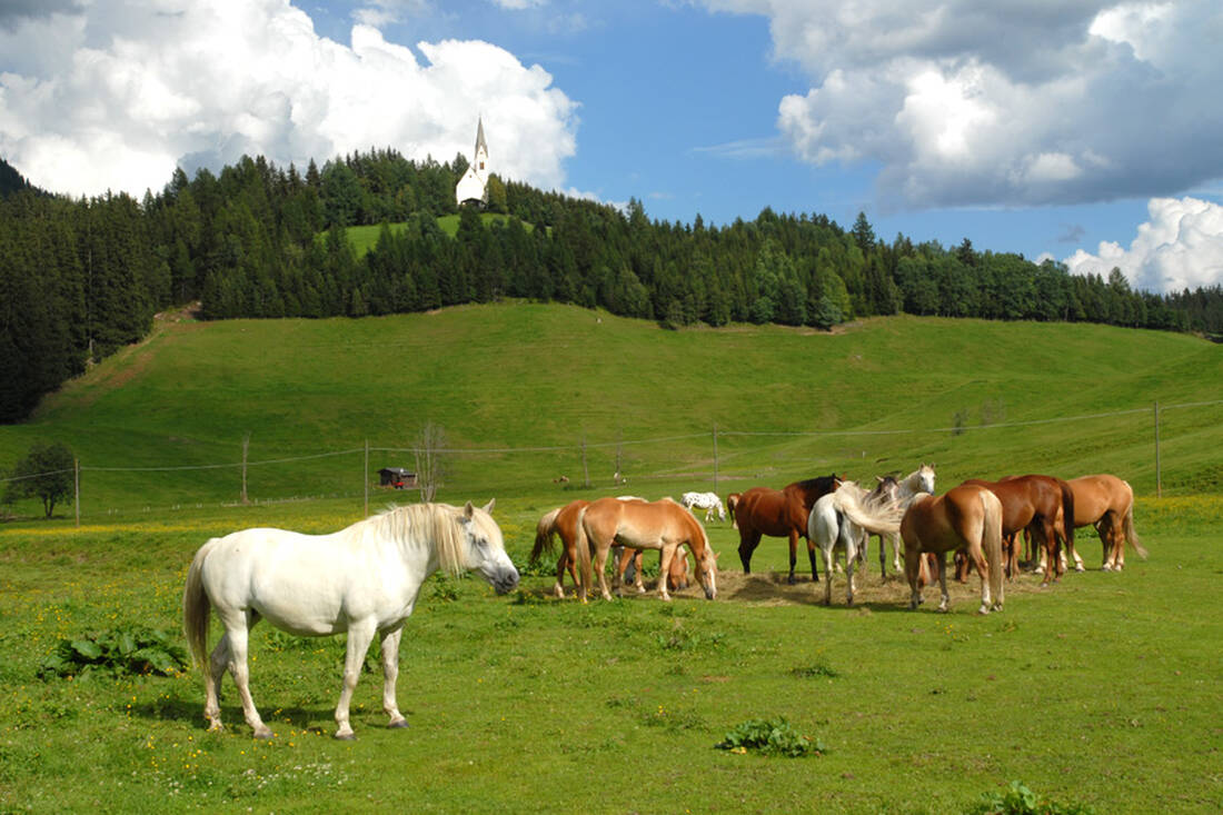 Horses in the Ridnaun valley