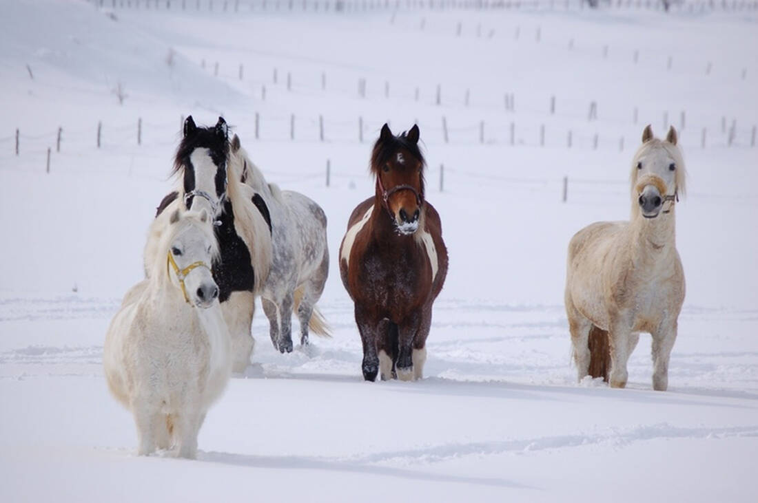 Horses in a snowy landscape