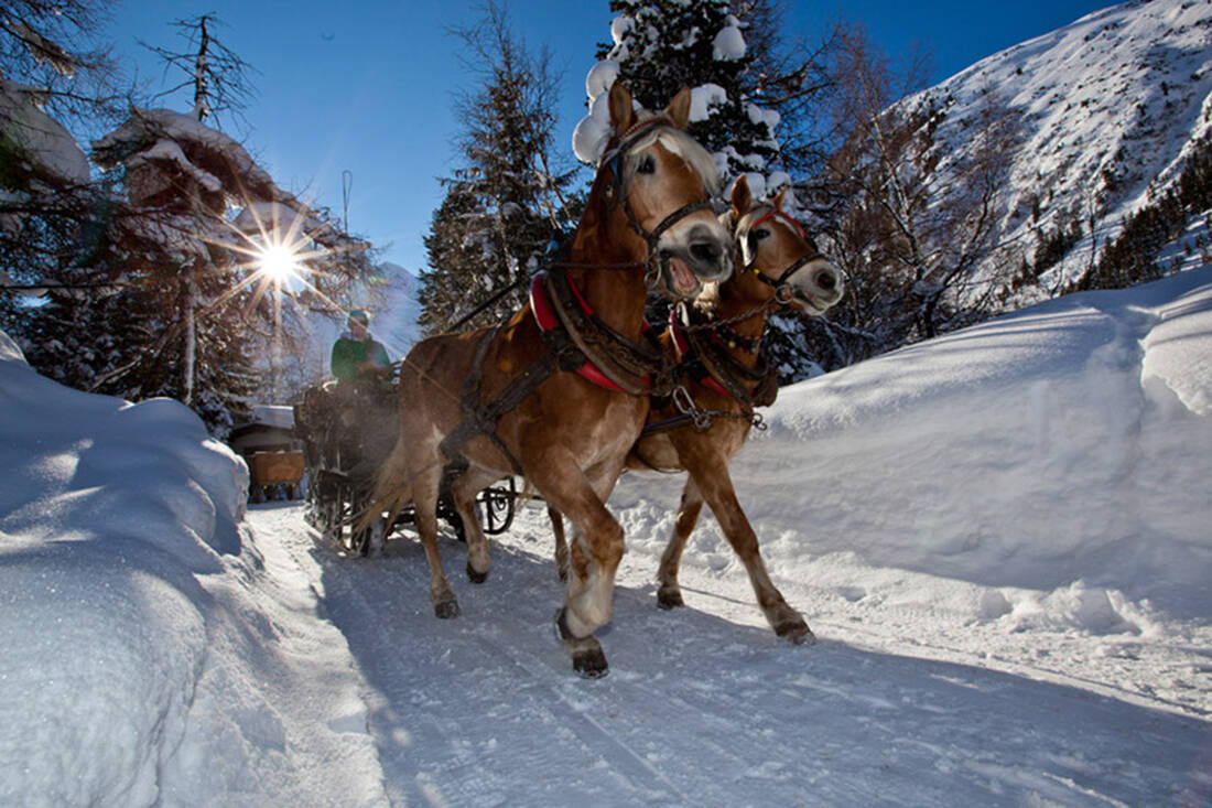 Horse-drawn carriage in winter
