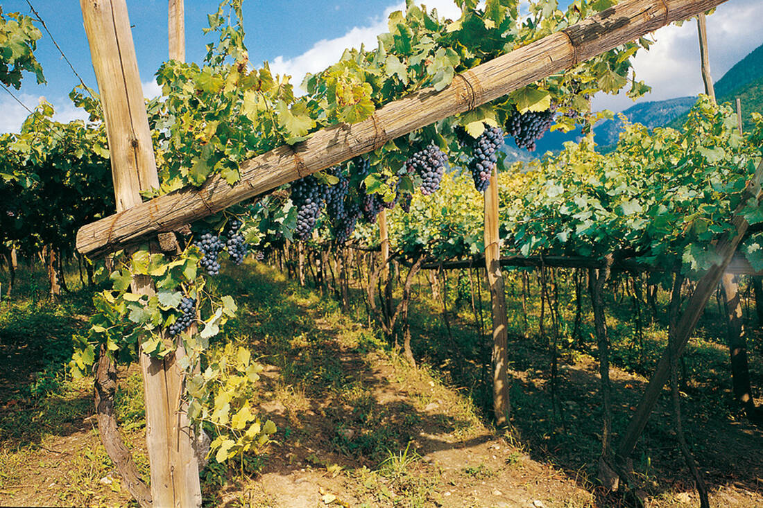 South Tyrolean Vineyards