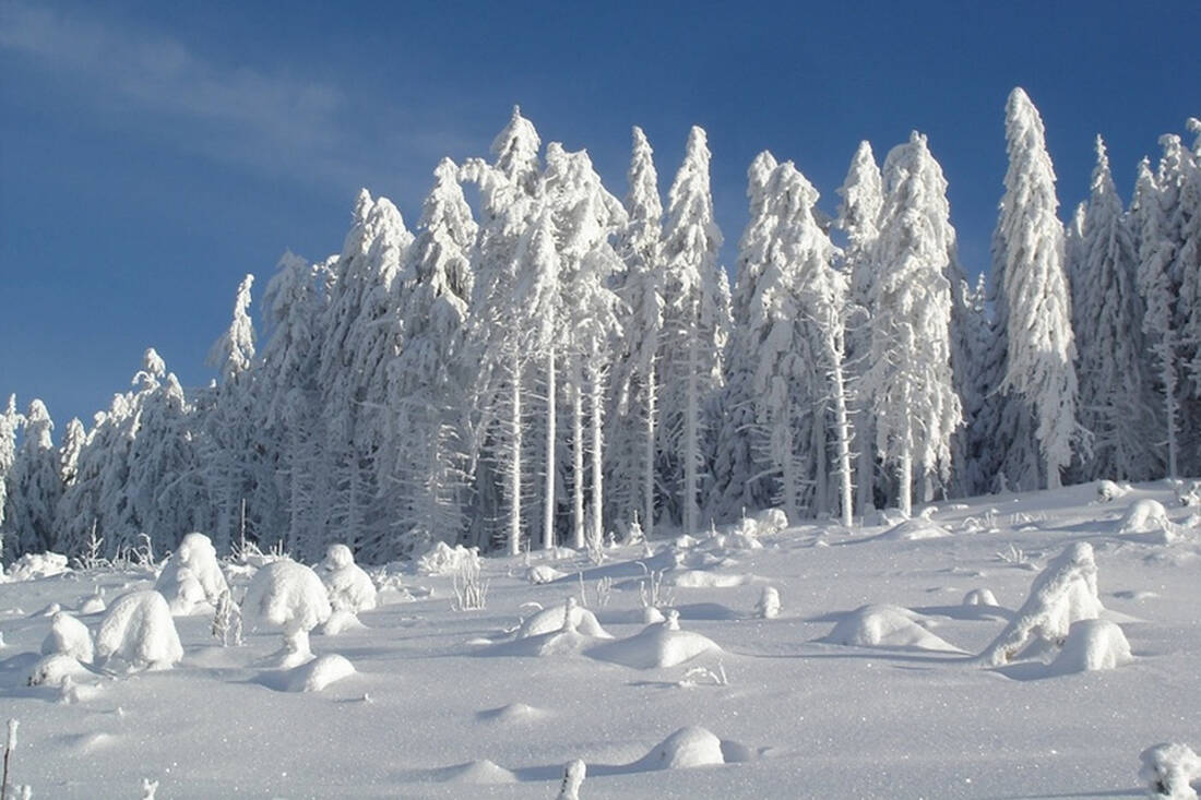 Firs in winter coat
