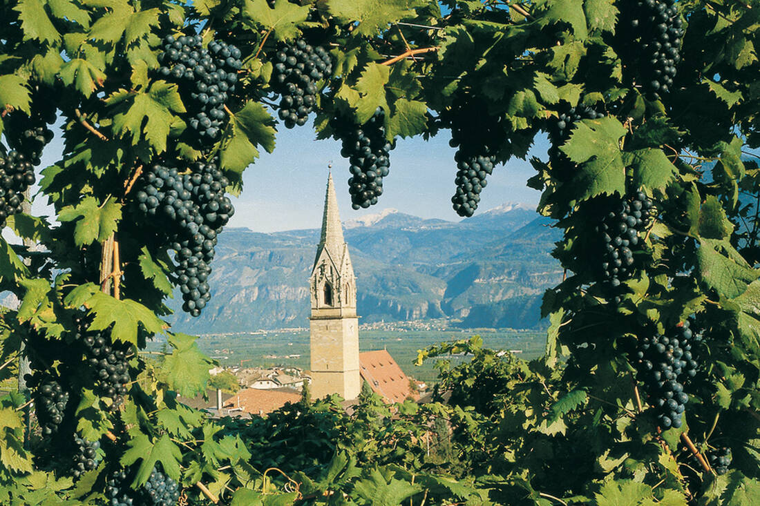 Termeno church tower with grapes