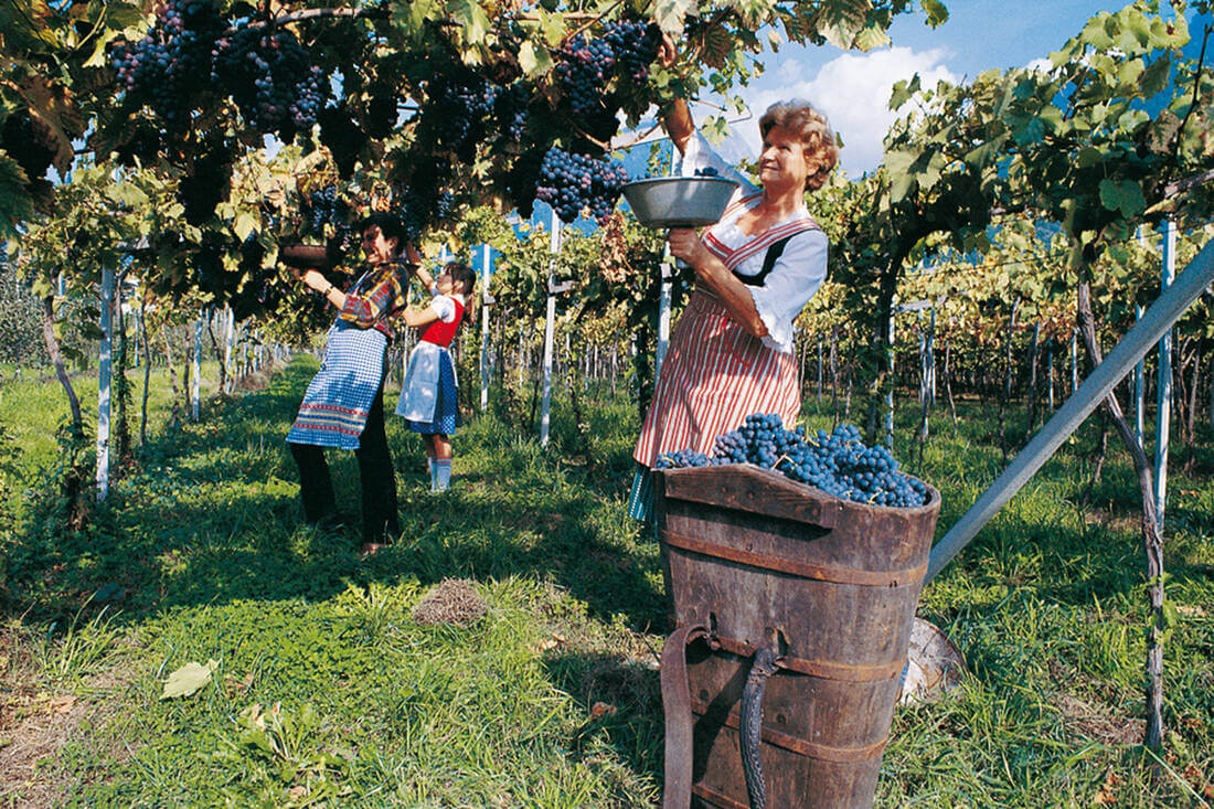 Wine harvest in South Tyrol