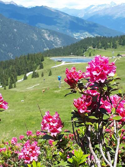 Alpine rose weeks