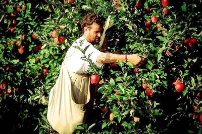 Apple grower