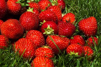 Strawberries in Martello in South Tyrol