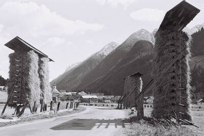 Getreideharpfen in Tyrol