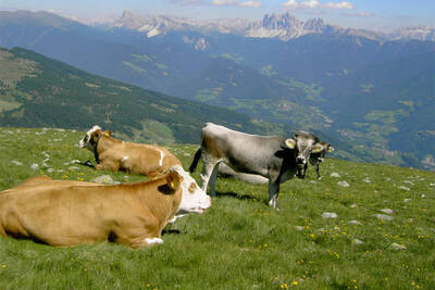 Cattle on the Alpine pasture
