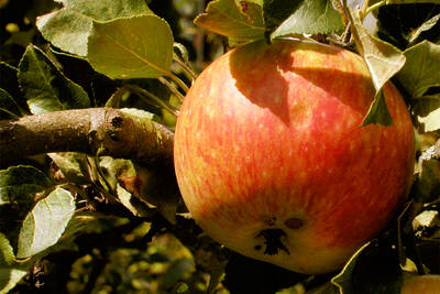 South Tyrolean Apple
